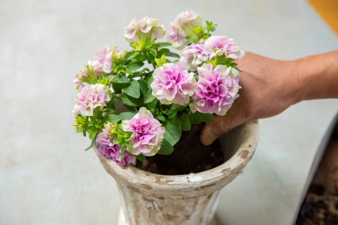 【ガーデニング】黒田健太郎さんがレクチャー　魅力を引き出すペチュニアの使い方（画像6）