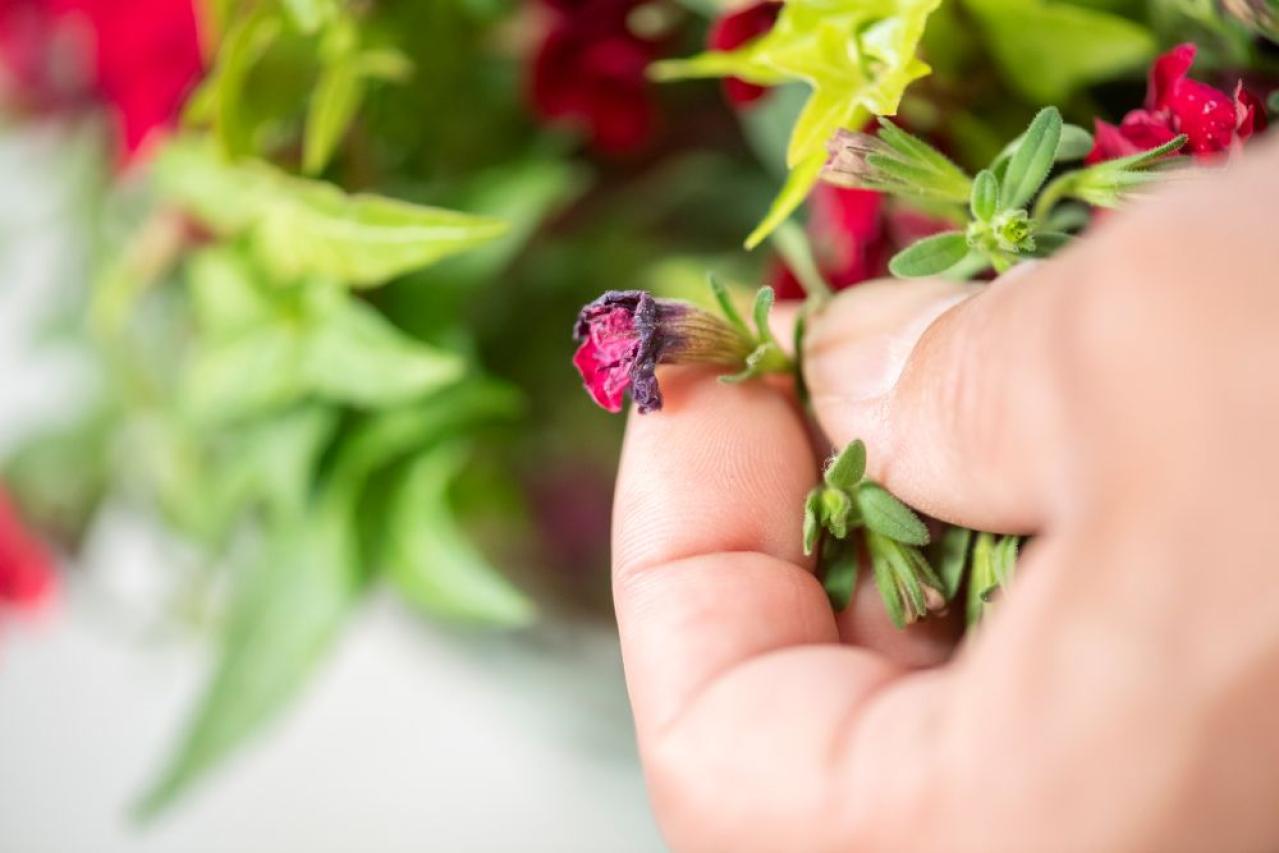 【ガーデニング】黒田健太郎さんがレクチャー　魅力を引き出すペチュニアの使い方（画像9）