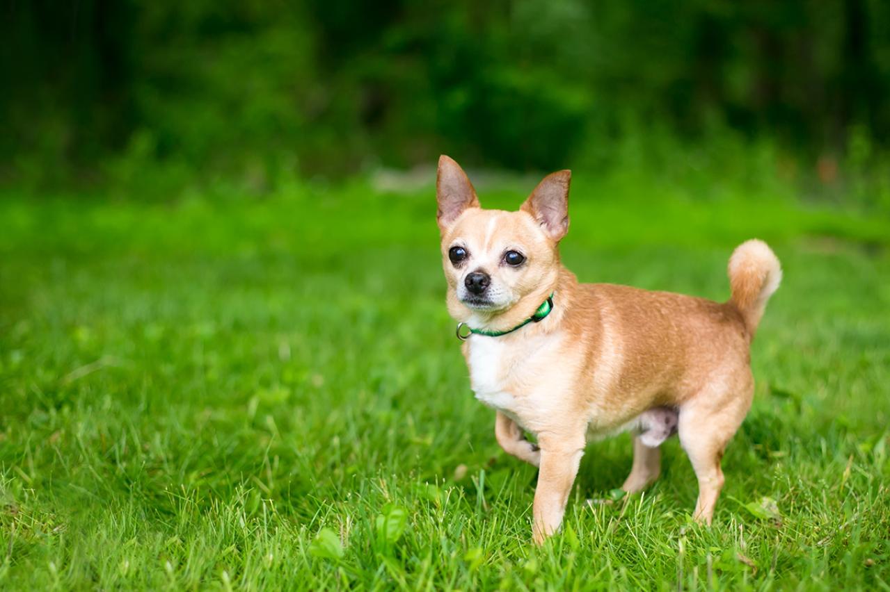 巌谷小波の『こがね丸』あらすじ紹介。親子の絆と復讐劇をあなたも一緒に旅してみませんか？