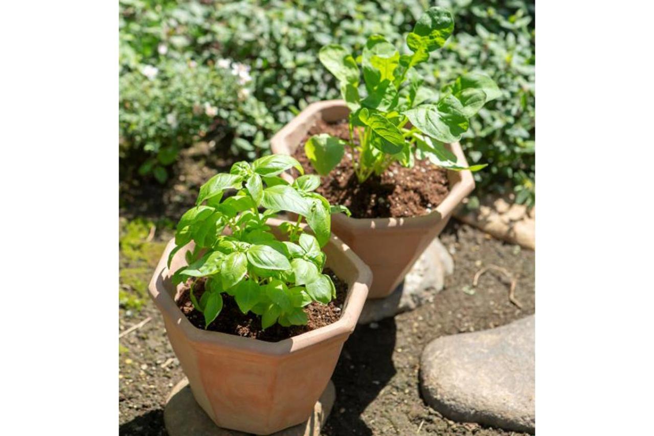 【ガーデニング】はじめてでもできる！鉢で育てるハーブ 単植＆寄せ植え