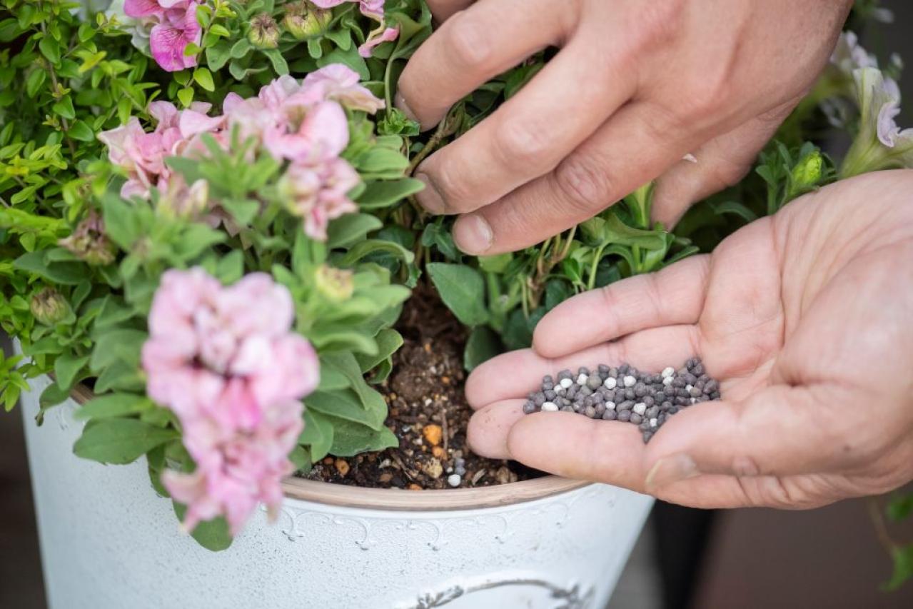 【ガーデニング】黒田健太郎さんがレクチャー　魅力を引き出すペチュニアの使い方（画像8）