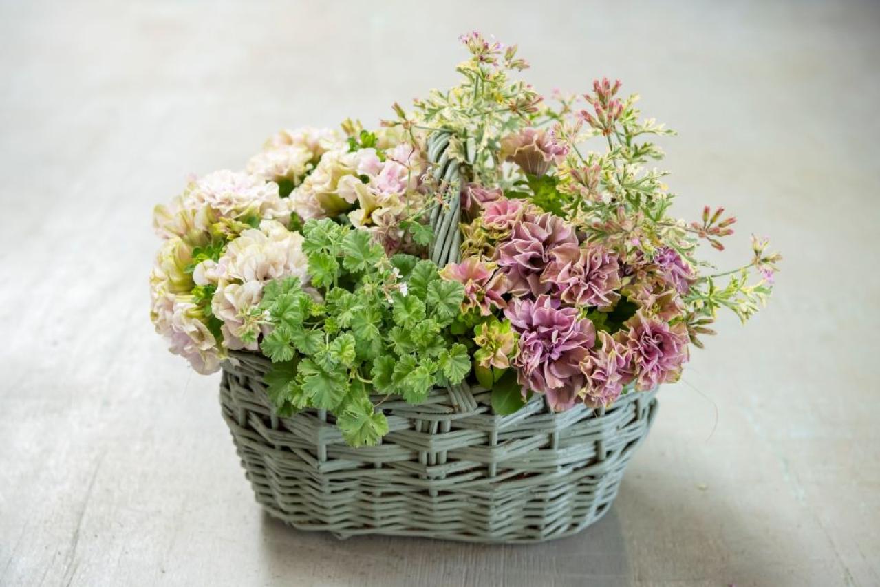 【ガーデニング】黒田健太郎さんがレクチャー　魅力を引き出すペチュニアの使い方（画像3）