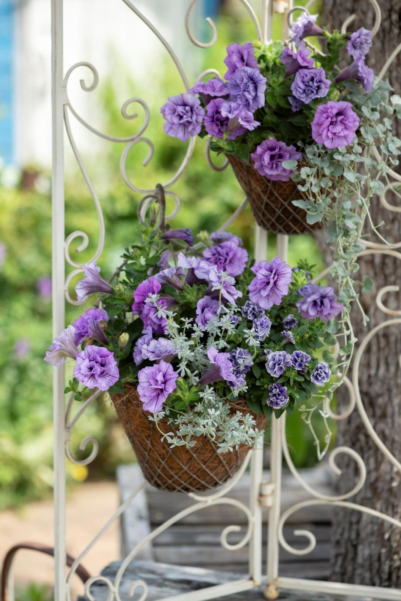 【ガーデニング】黒田健太郎さんがレクチャー　魅力を引き出すペチュニアの使い方（画像4）