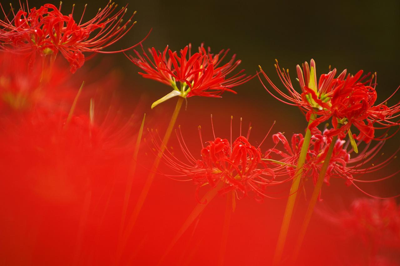 泉鏡花の『竜潭譚』あらすじ紹介。主人公の少女が迷い込んだ先は…？隠された日本の美と怪