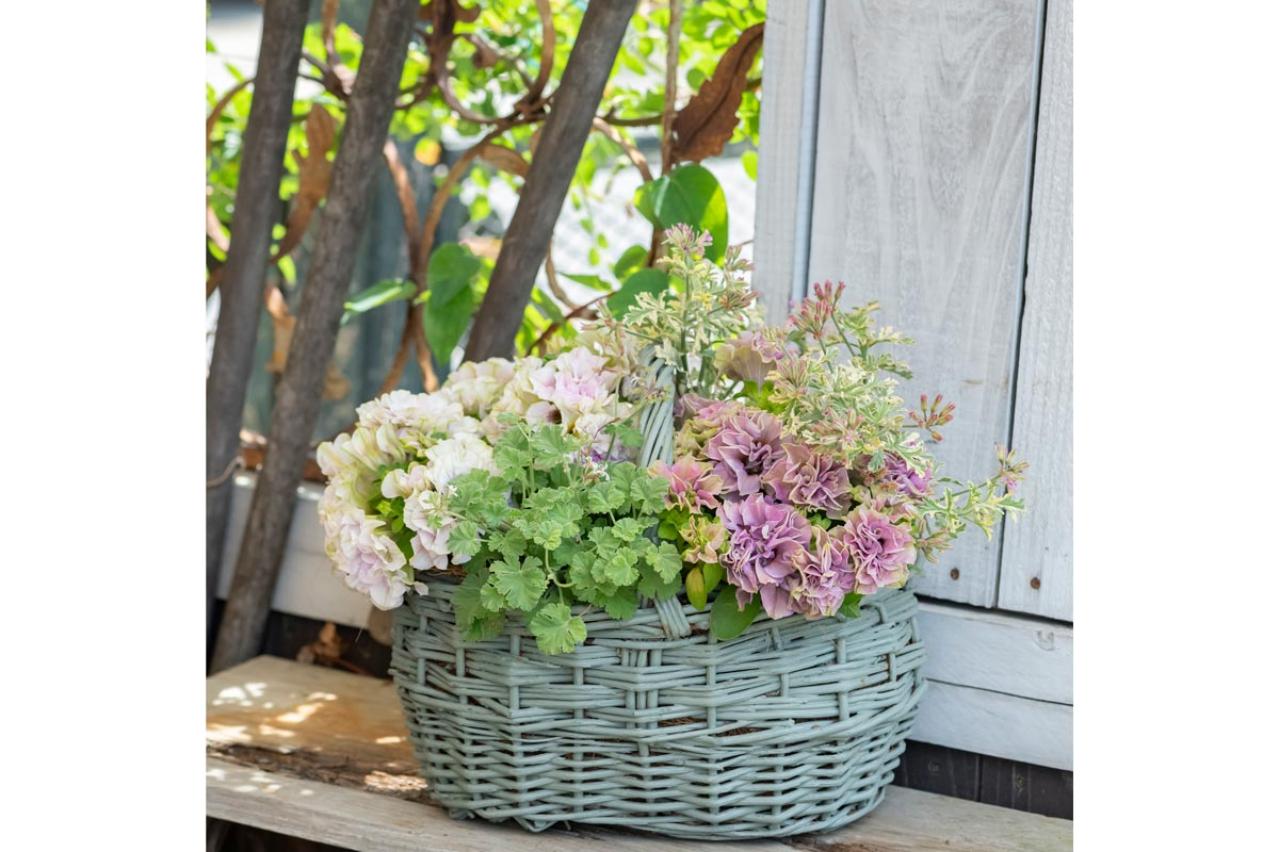 【ガーデニング】黒田健太郎さんがレクチャー　魅力を引き出すペチュニアの使い方