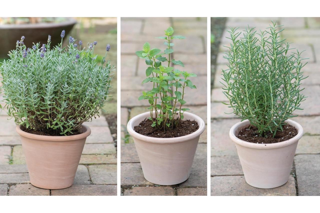 【ガーデニング】1鉢に1株だから気軽に育てられる「ハーブの単植」とは？