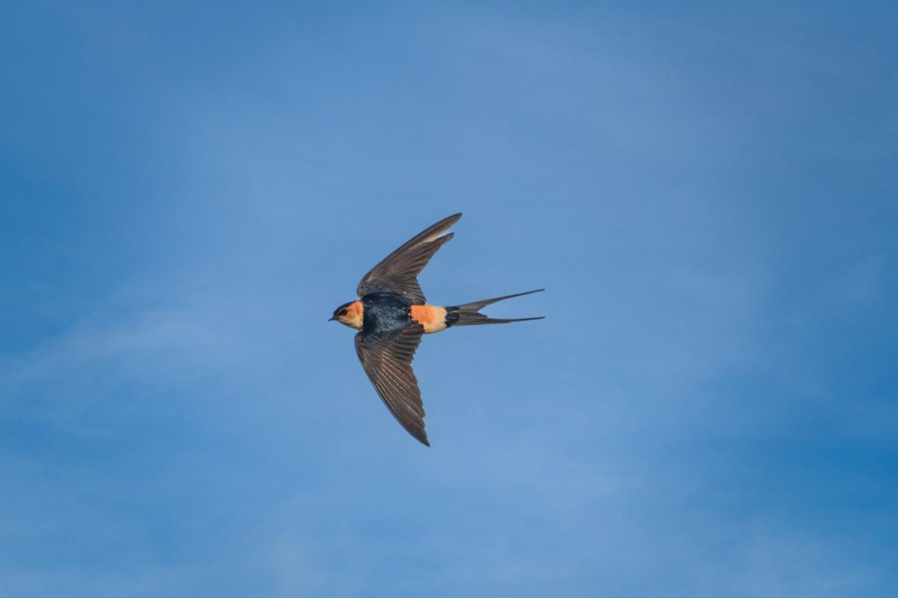 マン パウル・トーマスの『ある幸福』あらすじ紹介。詩的世界へようこそ！ 50代女性も共感する物語の魅力とは？