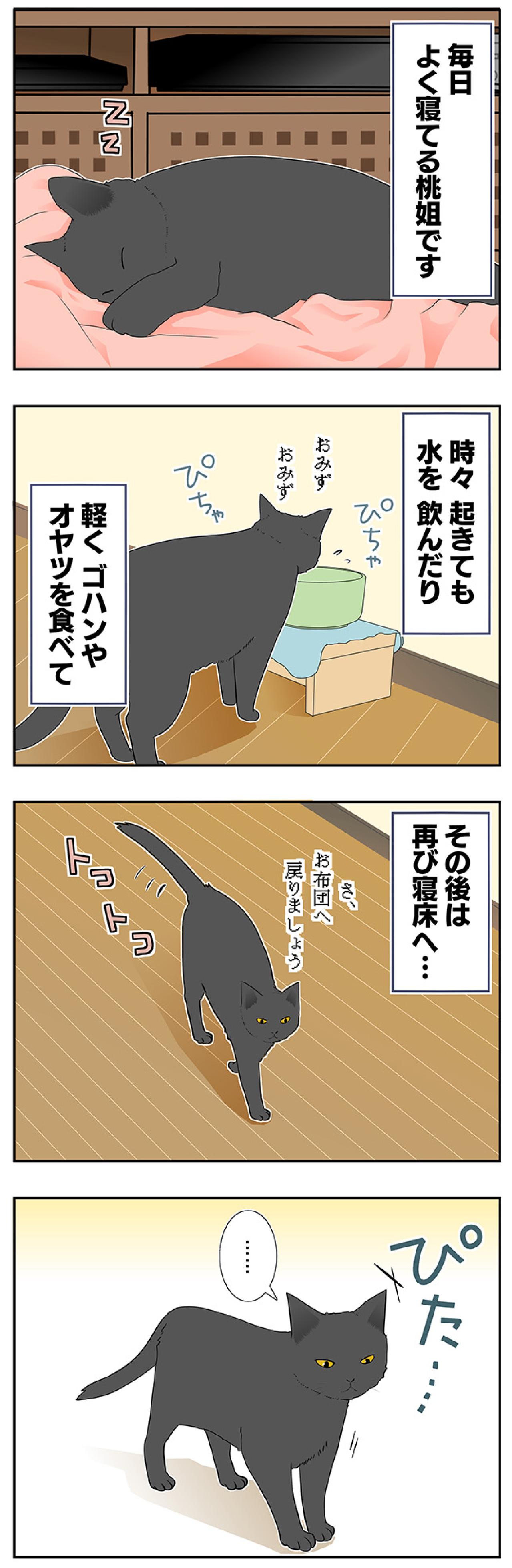 【老猫マンガ】ぐちゃぐちゃな布団の意味は？18歳の元保護猫・桃姐［＃30］（画像2）