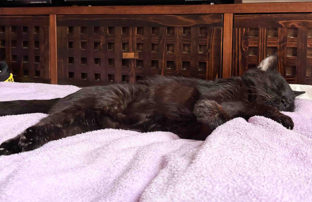 【老猫マンガ】ぐちゃぐちゃな布団の意味は？18歳の元保護猫・桃姐［＃30］（画像7）