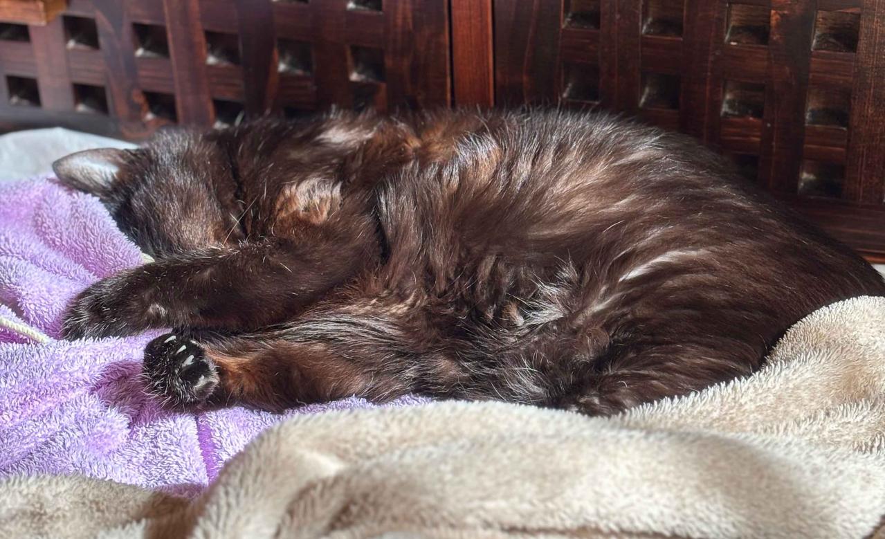 【老猫マンガ】ぐちゃぐちゃな布団の意味は？18歳の元保護猫・桃姐［＃30］（画像6）