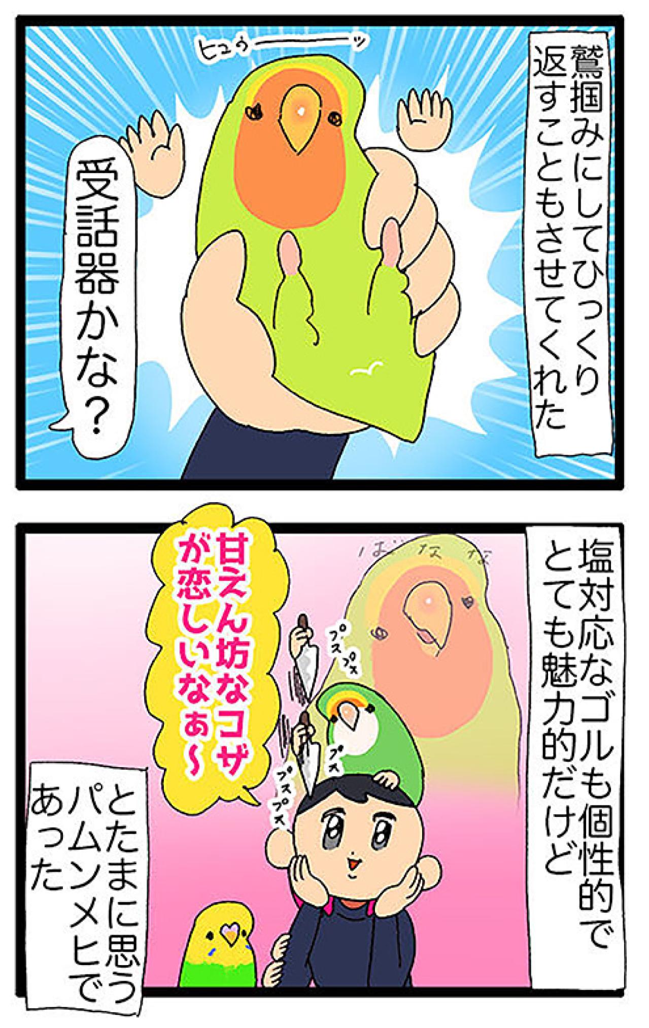 温和なインコ・パルちゃんの思い出／女帝インコ近い…（かわいいけど怖い）　【鳥マンガ＃47】（画像5）