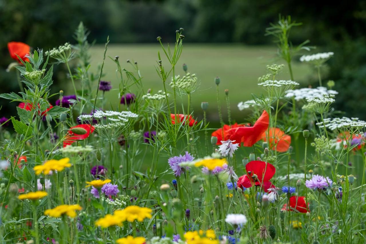 【ガーデニング】放っておいても来年も楽しめる！こぼれダネで咲く草花［8選］