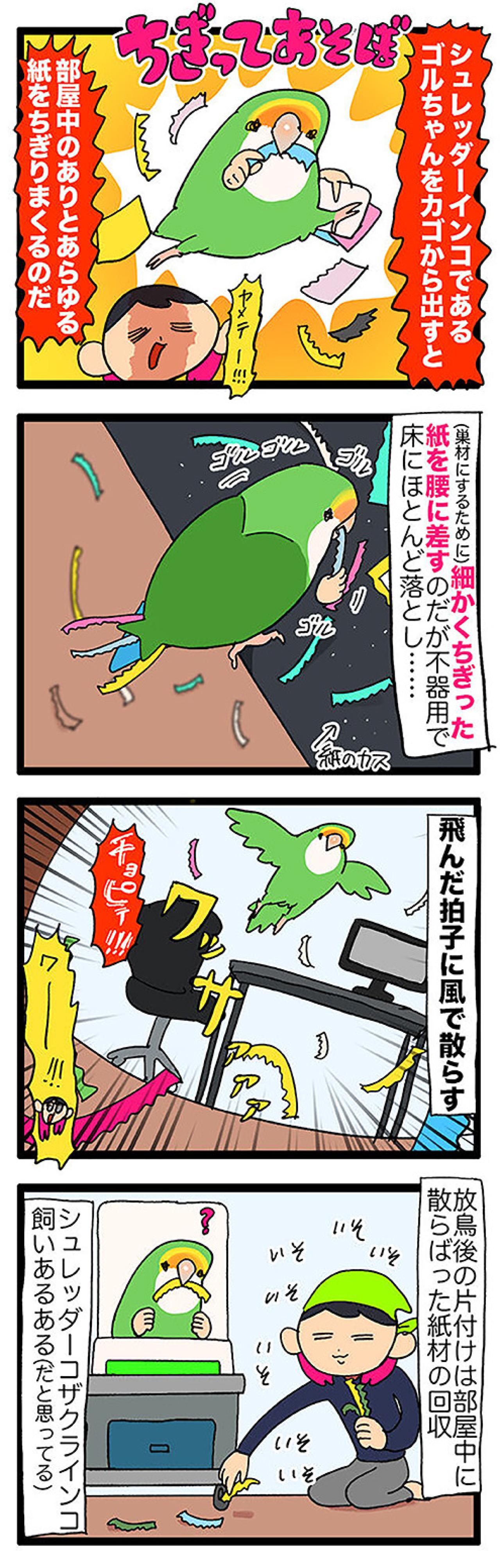 インコを部屋で放鳥する際の注意とは？／飼い主を見つめたい女帝インコ【鳥マンガ＃48】（画像3）