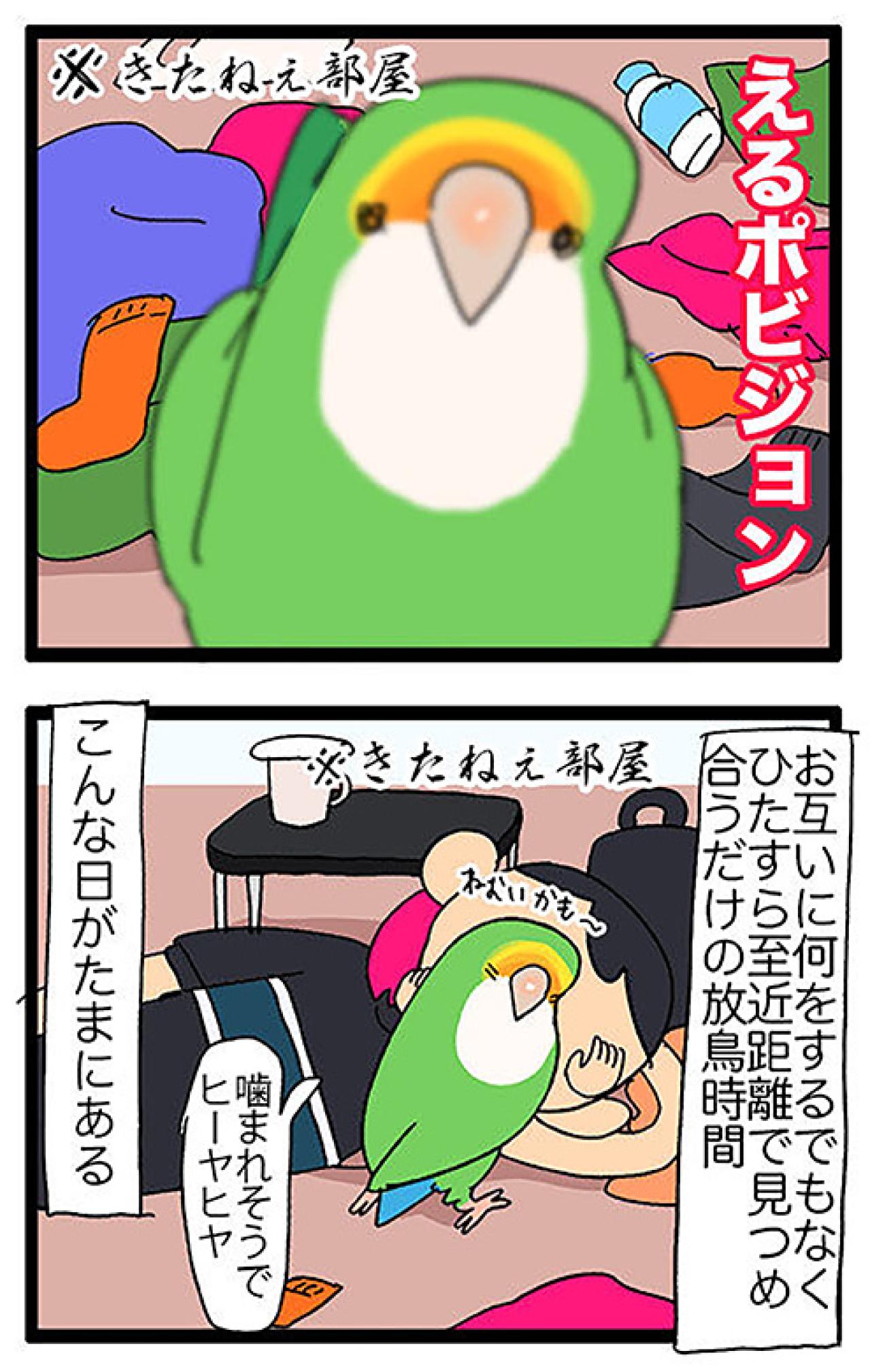 温和なインコ・パルちゃんの思い出／女帝インコ近い…（かわいいけど怖い）　【鳥マンガ＃47】（画像7）
