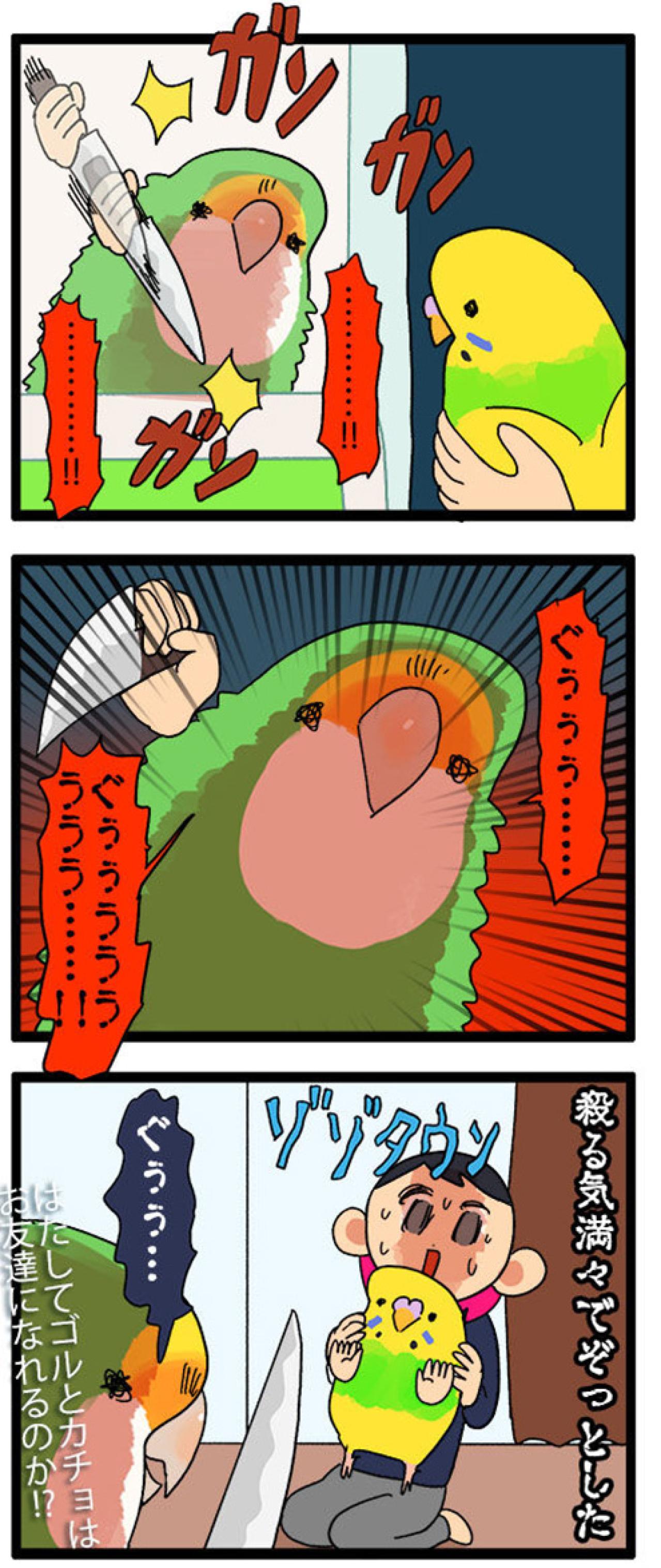 ゴルちゃんと新入りの初顔合わせ／飼い主を心配する女帝インコ【鳥マンガ＃46】（画像5）