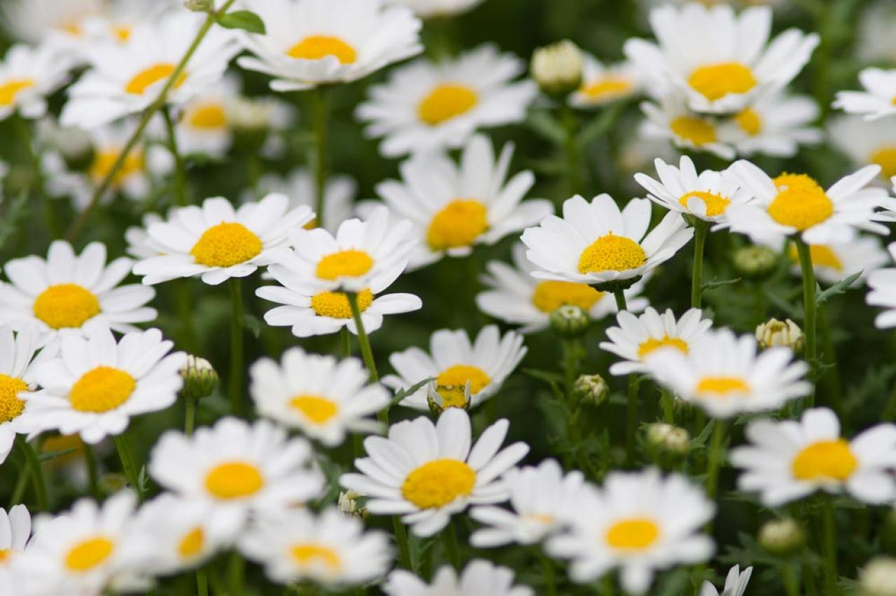 【ガーデニング】放っておいても来年も楽しめる！こぼれダネで咲く草花［8選］（画像8）