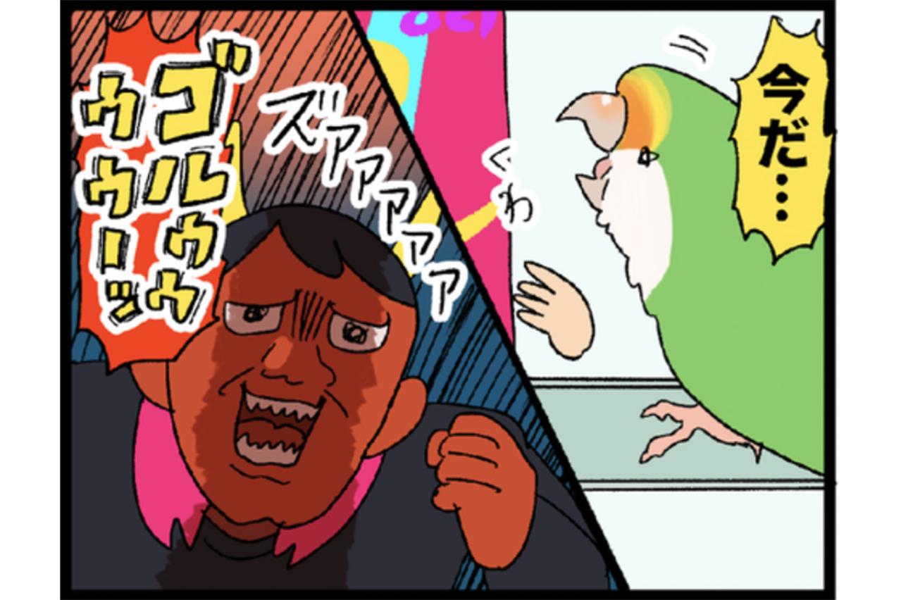 愛インコの変化に敏感な飼い主／ポスターをかじらないで！【鳥マンガ＃49】