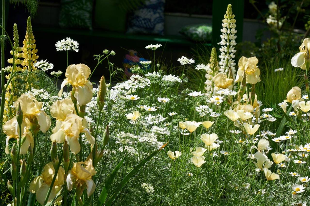 【ガーデニング】放っておいても来年も楽しめる！こぼれダネで咲く草花［8選］（画像15）