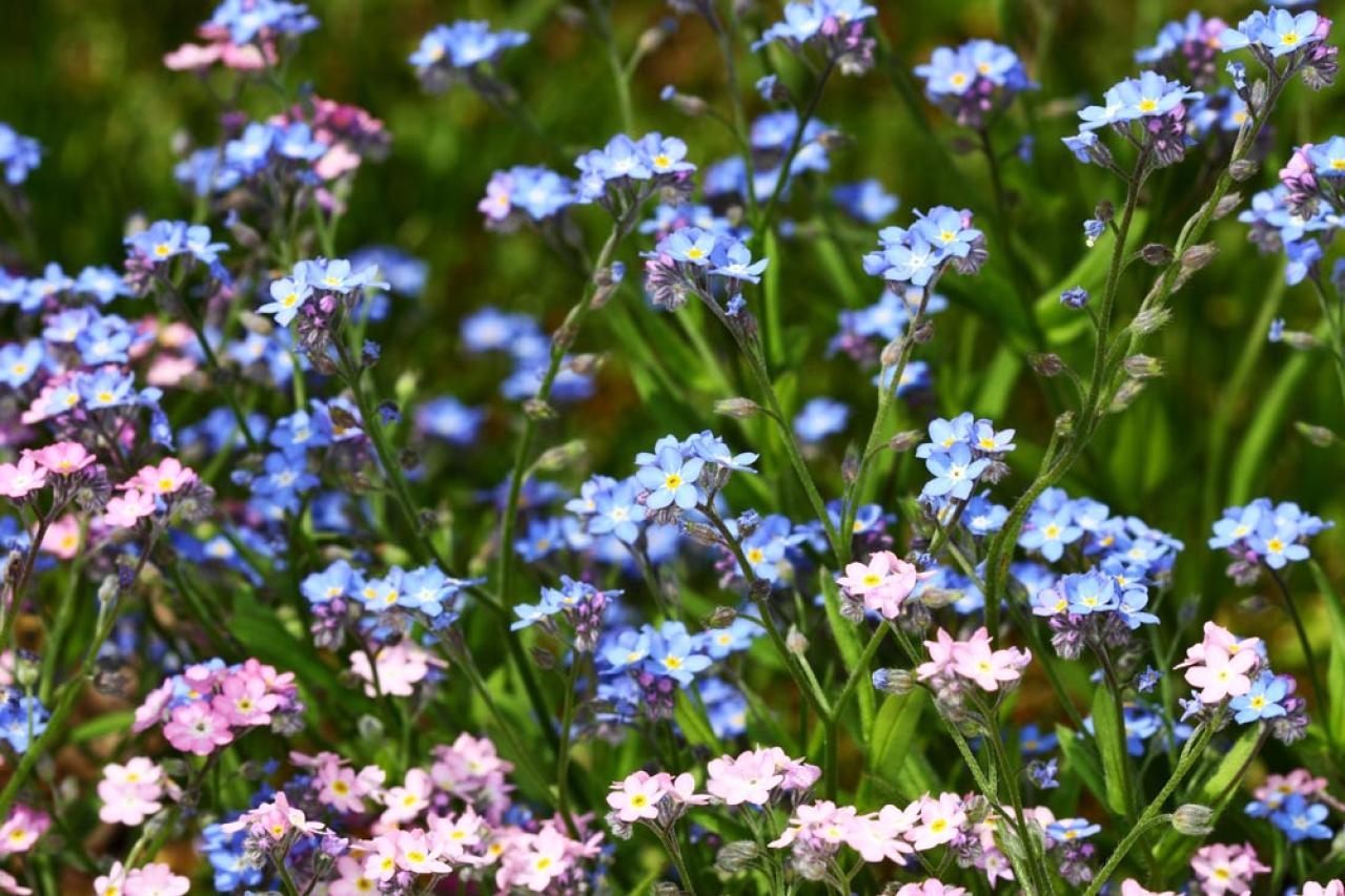 【ガーデニング】放っておいても来年も楽しめる！こぼれダネで咲く草花［8選］（画像14）