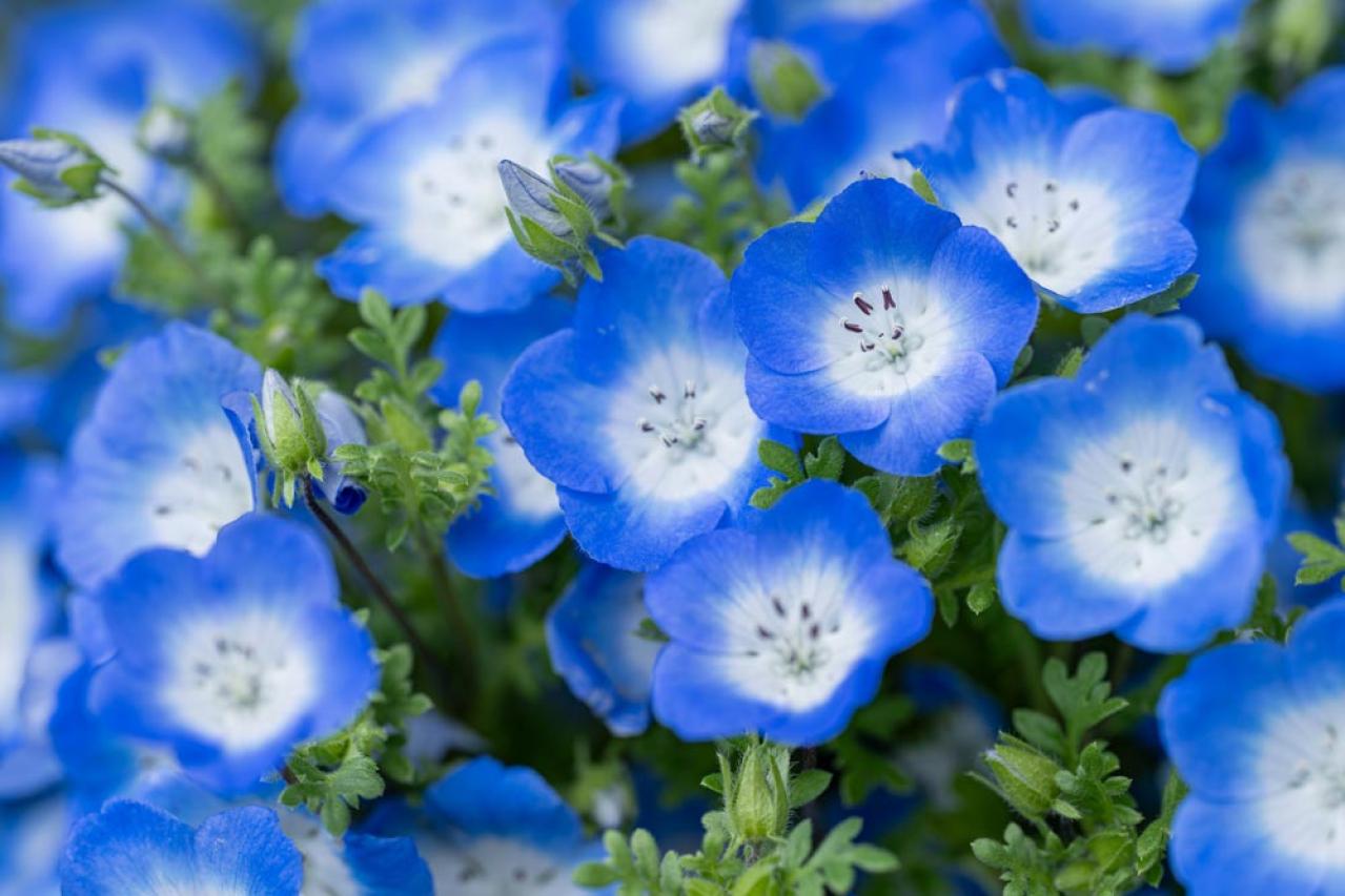 【ガーデニング】放っておいても来年も楽しめる！こぼれダネで咲く草花［8選］（画像2）