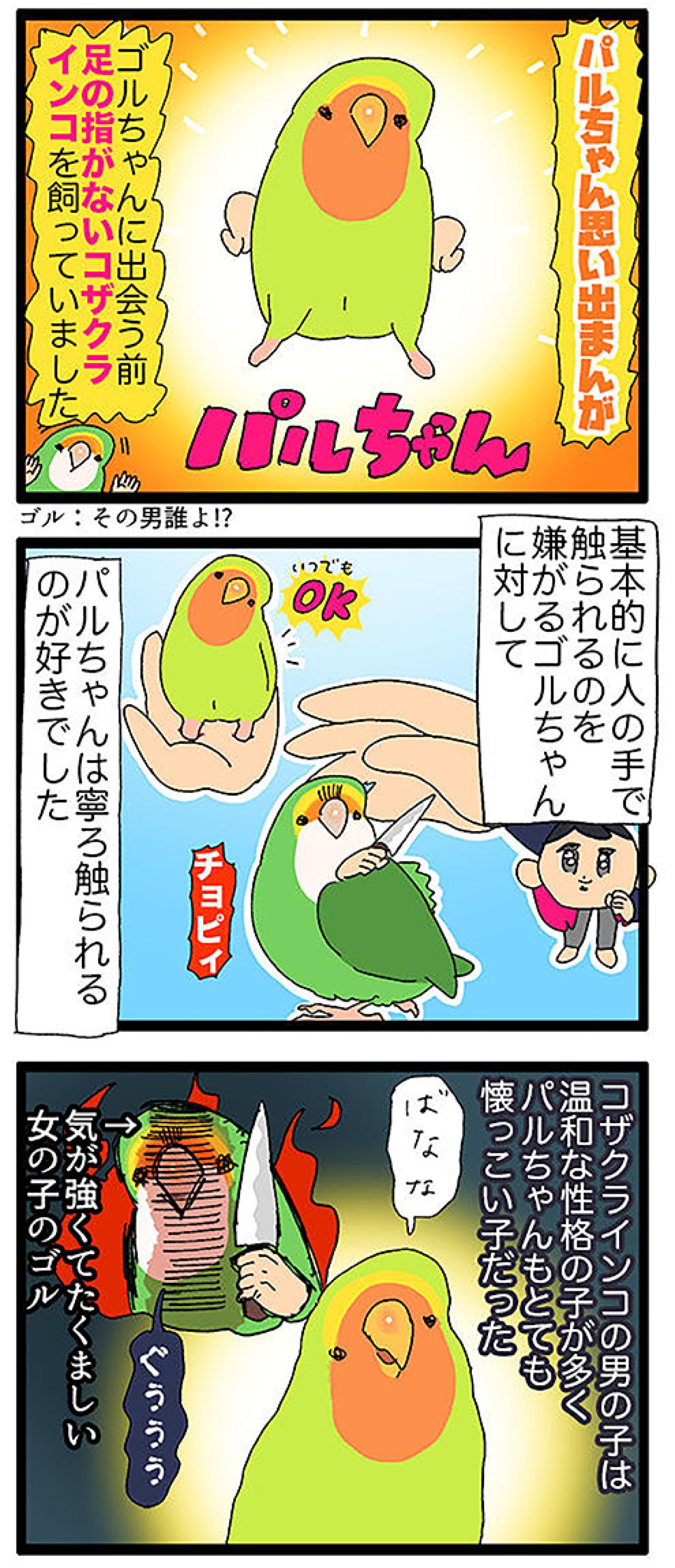 温和なインコ・パルちゃんの思い出／女帝インコ近い…（かわいいけど怖い）　【鳥マンガ＃47】（画像4）