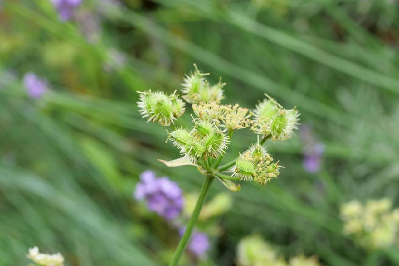 【ガーデニング】放っておいても来年も楽しめる！こぼれダネで咲く草花［8選］（画像5）