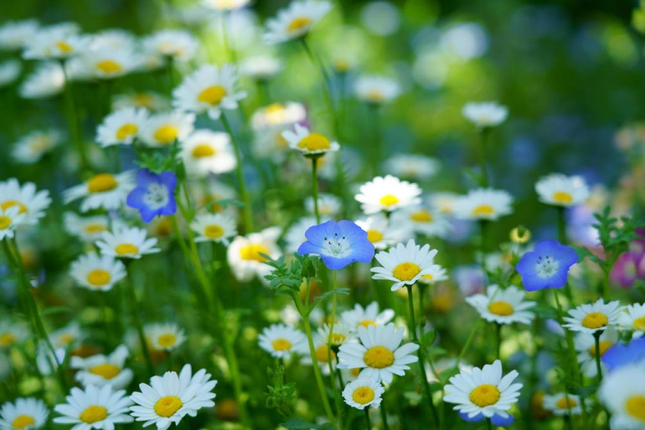 【ガーデニング】放っておいても来年も楽しめる！こぼれダネで咲く草花［8選］（画像3）