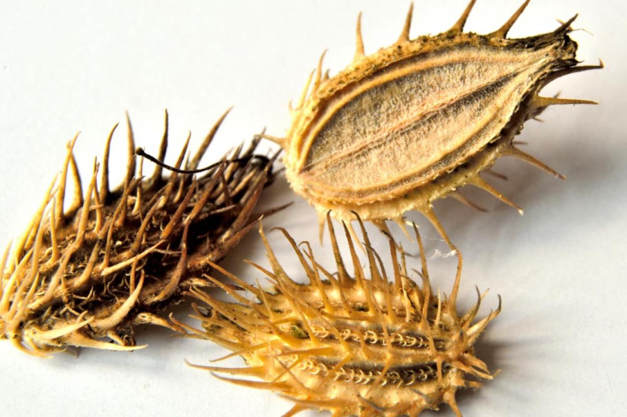 【ガーデニング】放っておいても来年も楽しめる！こぼれダネで咲く草花［8選］（画像6）