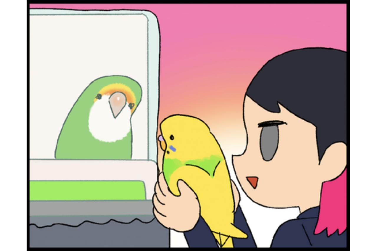 ゴルちゃんと新入りの初顔合わせ／飼い主を心配する女帝インコ【鳥マンガ＃46】