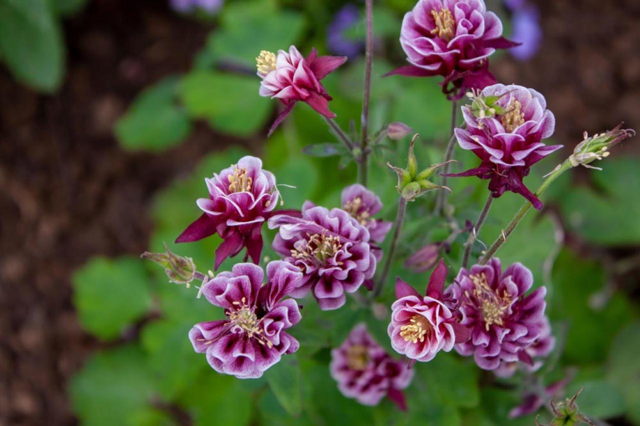 【ガーデニング】放っておいても来年も楽しめる！こぼれダネで咲く草花［8選］（画像10）