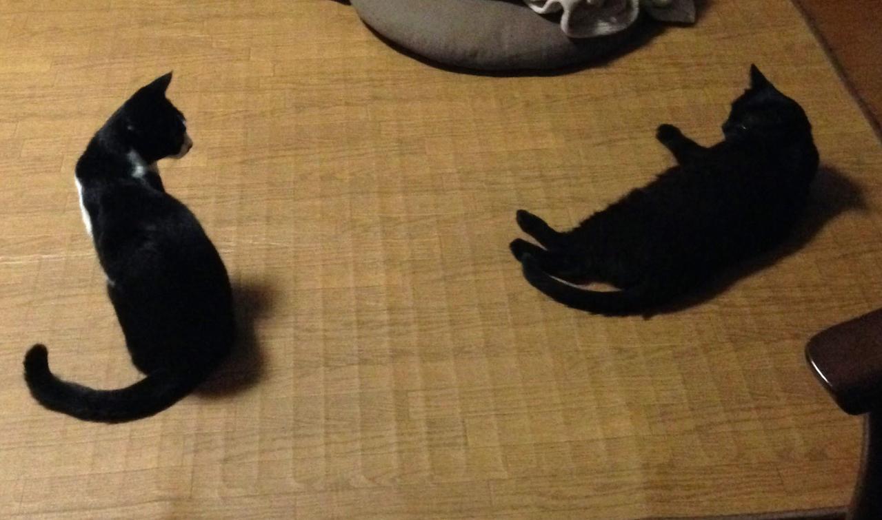 【老猫マンガ】猫、つまみ食いをする。18歳の元保護猫・桃姐［＃32］（画像4）