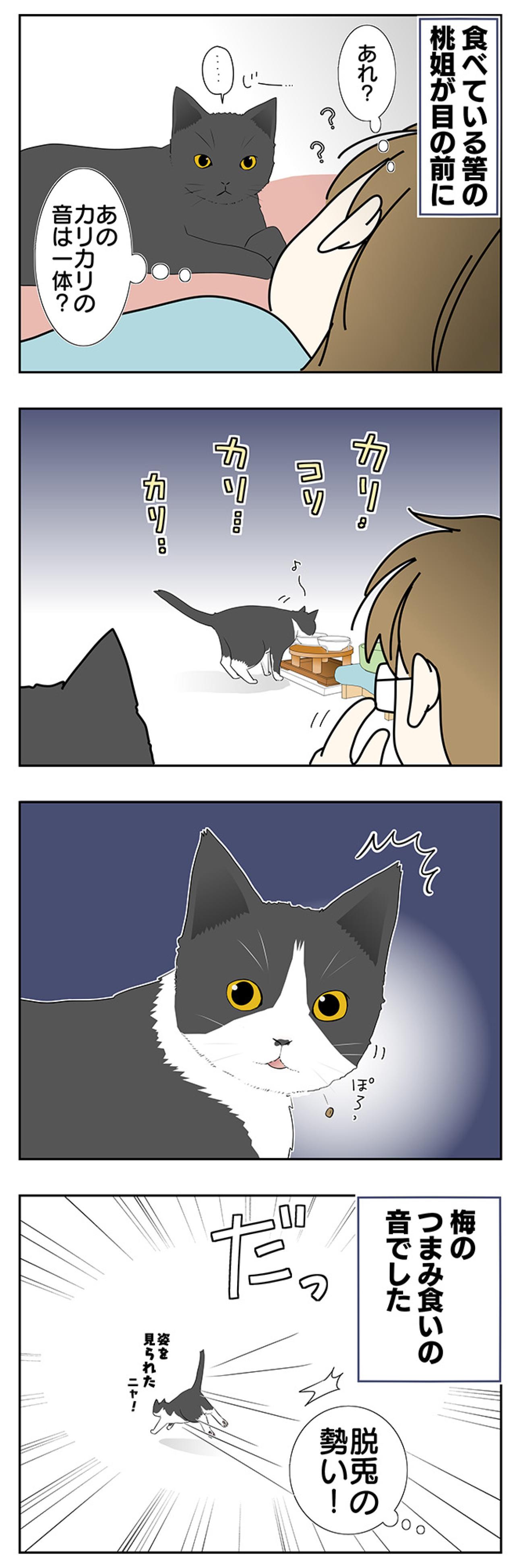 【老猫マンガ】猫、つまみ食いをする。18歳の元保護猫・桃姐［＃32］（画像3）