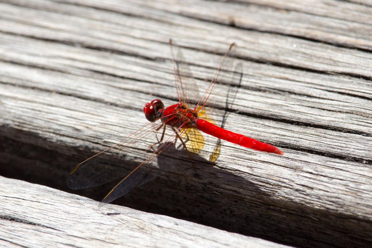 新美南吉の『赤とんぼ』あらすじ紹介。色鮮やかな物語と哀愁の結末は…