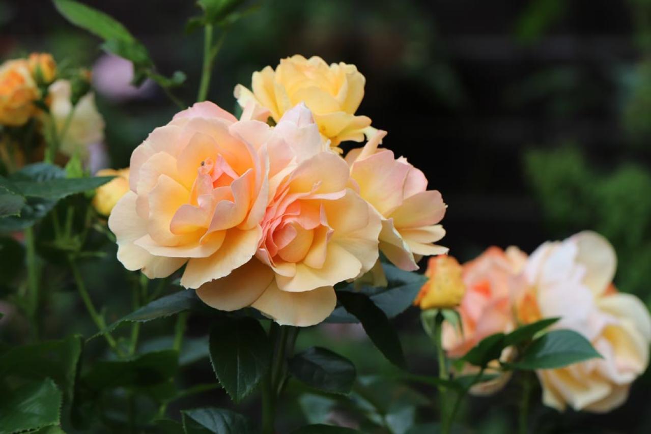 【ガーデニング】絶賛開花中のバラをもっときれいに見せる、咲かせるヒント（画像4）