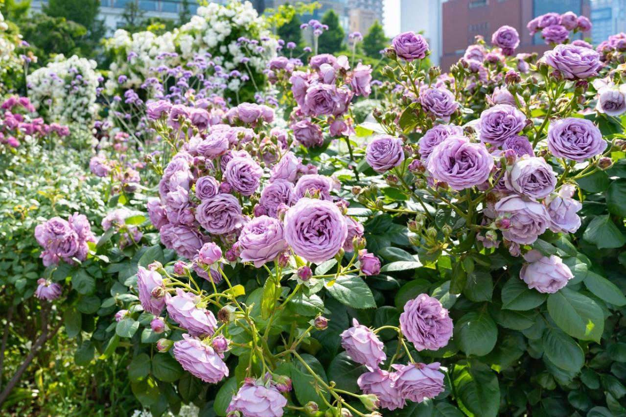 【ガーデニング】絶賛開花中のバラをもっときれいに見せる、咲かせるヒント