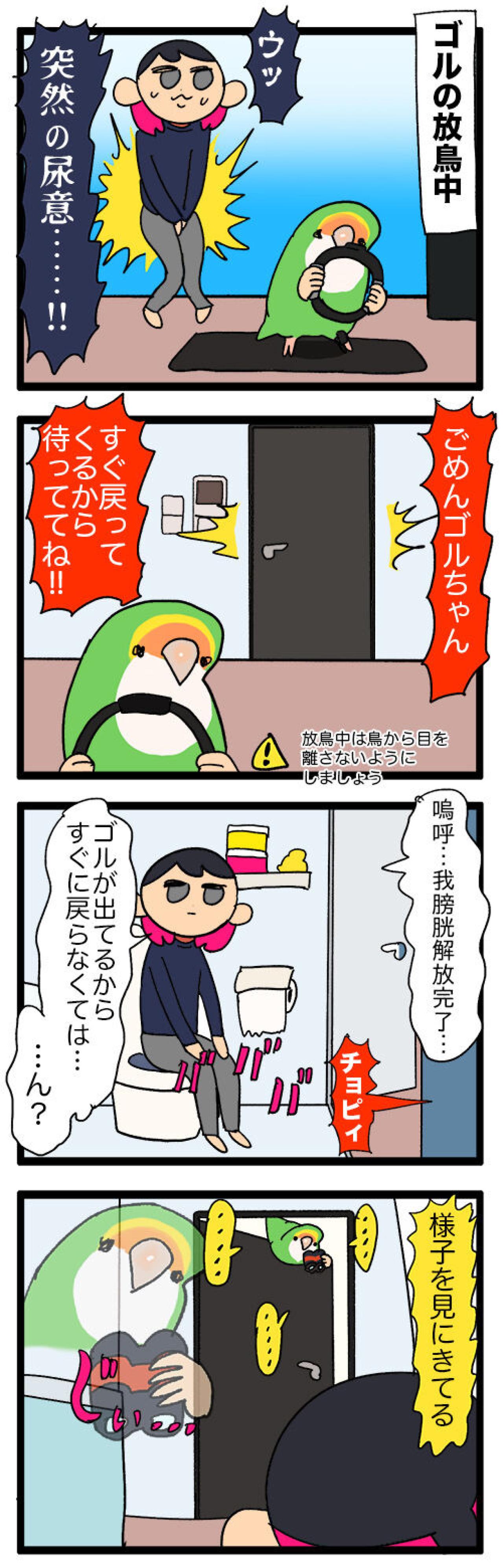 ほんの数秒でも飼い主を探すインコ／同居インコに嫉妬するゴルちゃん【鳥マンガ＃52】（画像4）