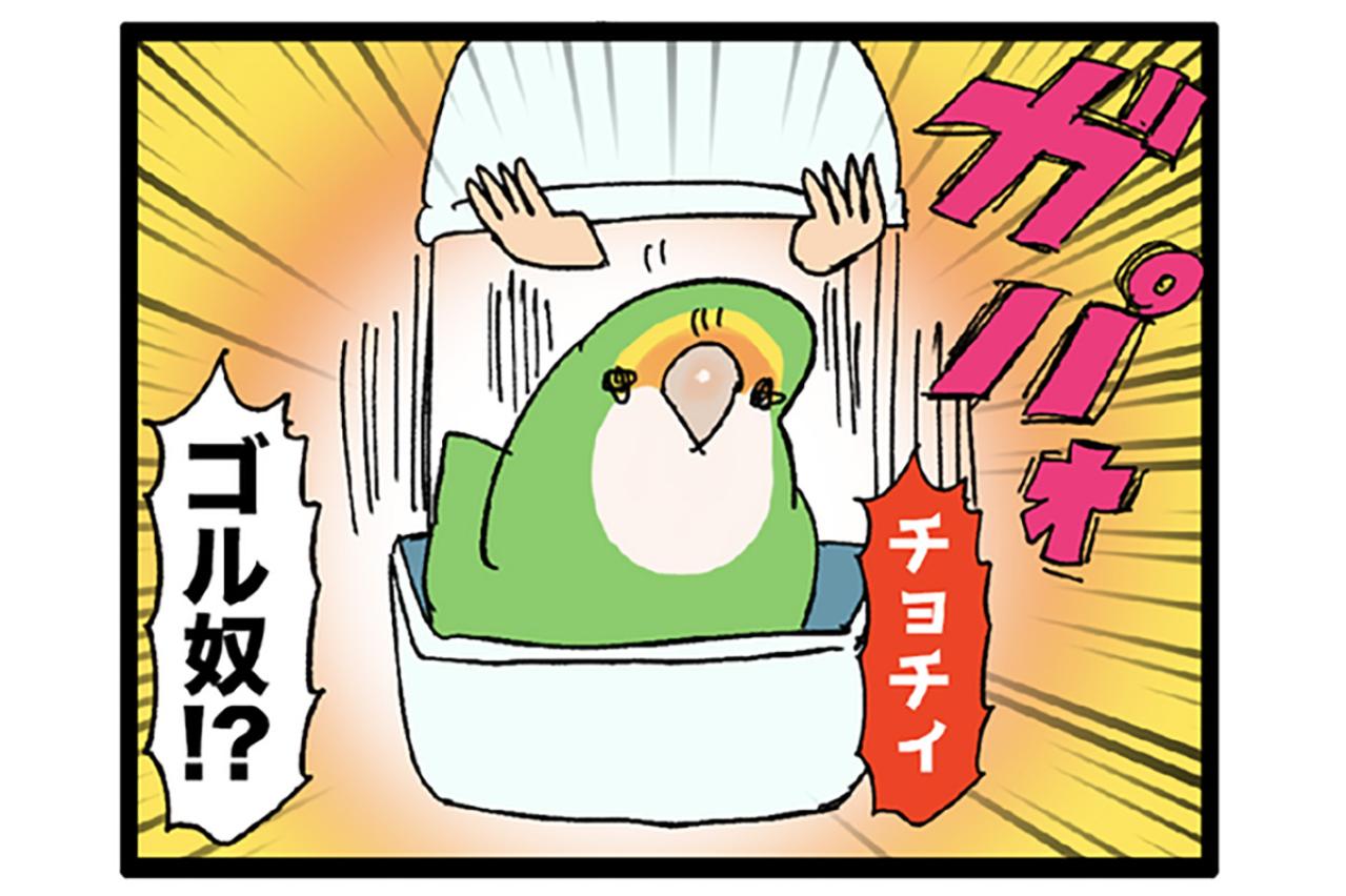 女帝インコのちょっと横暴なエピソード2選…見ていると不意打ち食らいがち【鳥マンガ＃53】