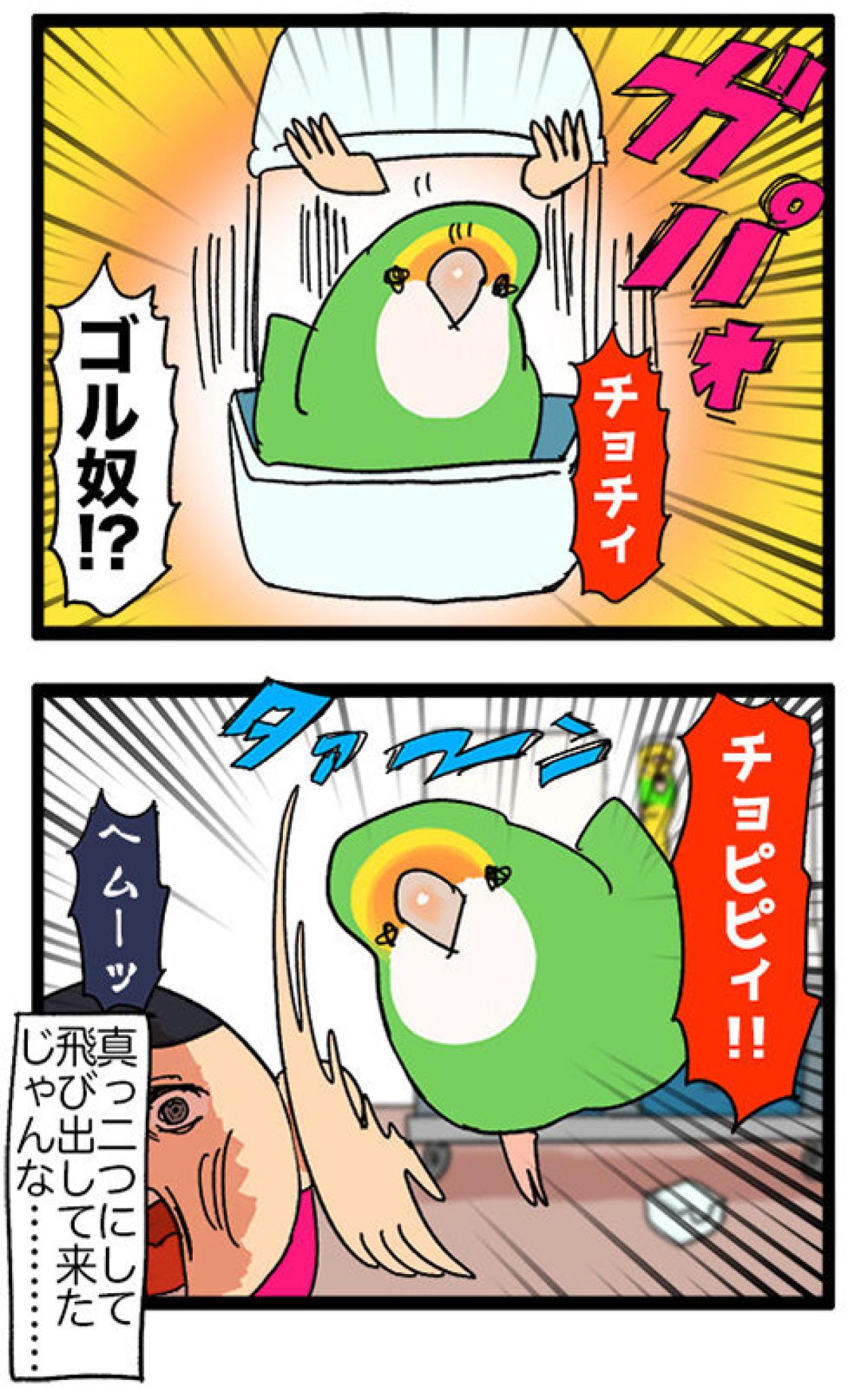 女帝インコのちょっと横暴なエピソード2選…見ていると不意打ち食らいがち【鳥マンガ＃53】（画像4）