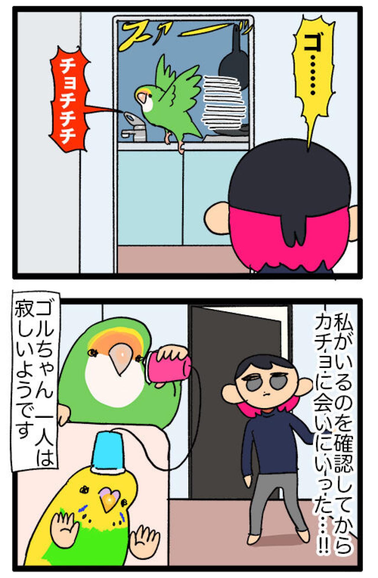 ほんの数秒でも飼い主を探すインコ／同居インコに嫉妬するゴルちゃん【鳥マンガ＃52】（画像5）