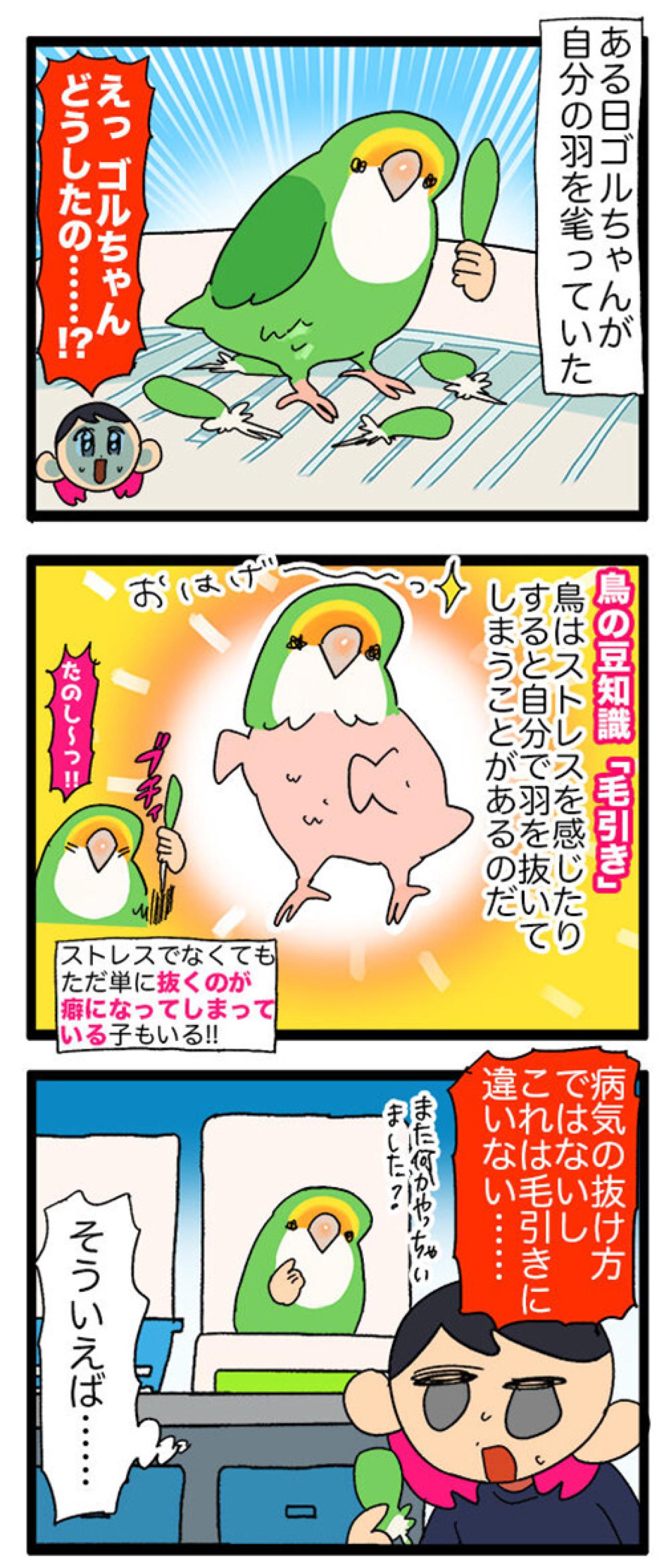 インコが自分の羽を！？ストレスサイン「毛引き」とは？／夜中に飼い主が声を掛けると…【鳥マンガ＃51】（画像3）