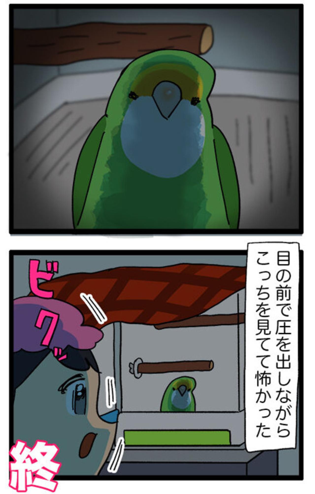 インコが自分の羽を！？ストレスサイン「毛引き」とは？／夜中に飼い主が声を掛けると…【鳥マンガ＃51】（画像6）