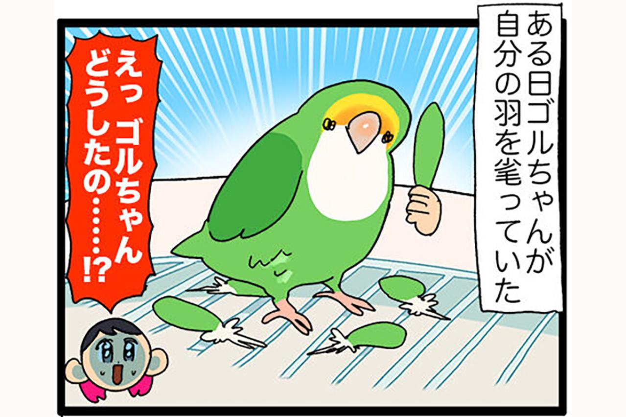 インコが自分の羽を！？ストレスサイン「毛引き」とは？／夜中に飼い主が声を掛けると…【鳥マンガ＃51】