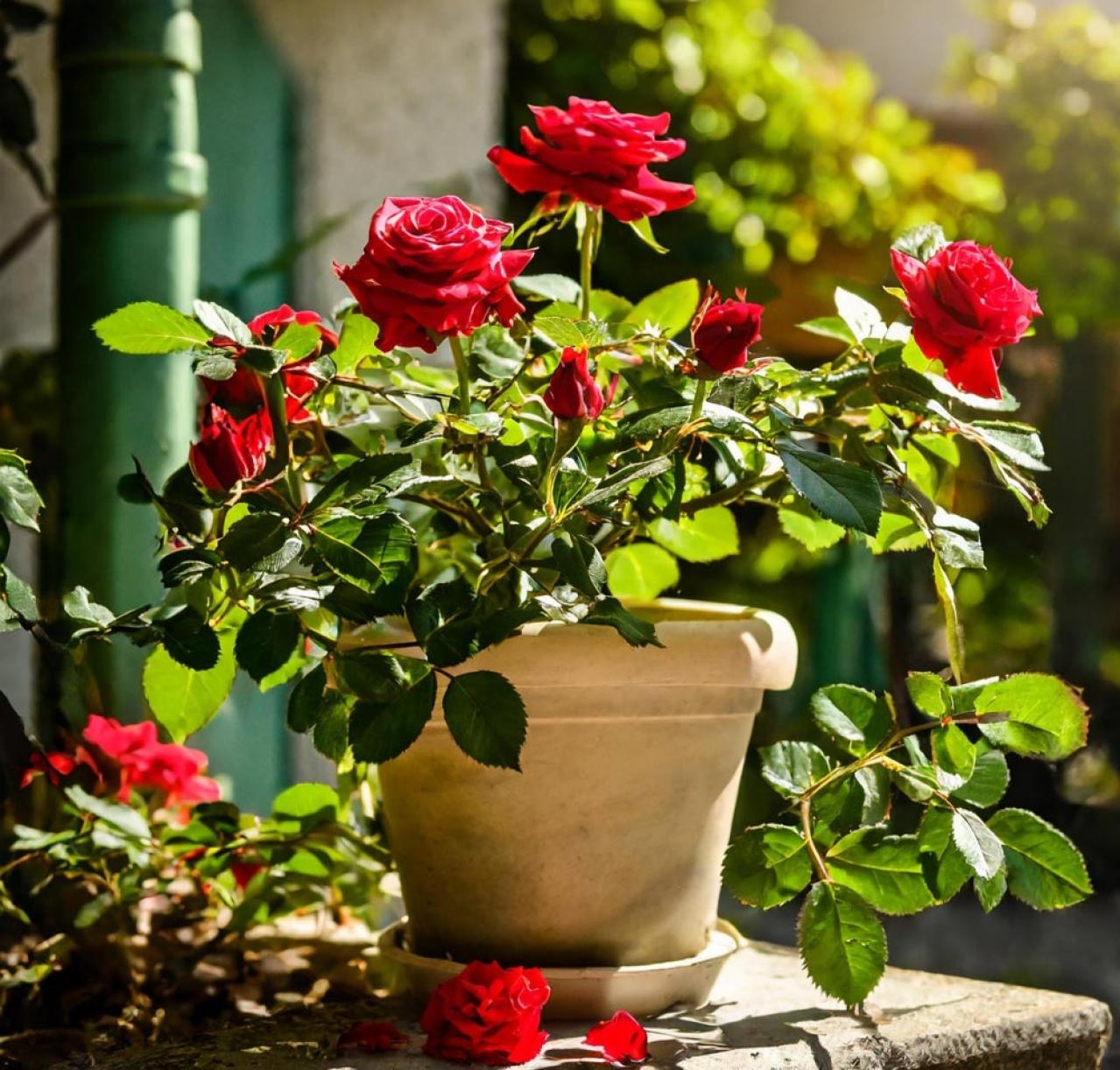 【ガーデニング】気温20℃が注意信号！苦手な病害虫に備えよう（画像10）