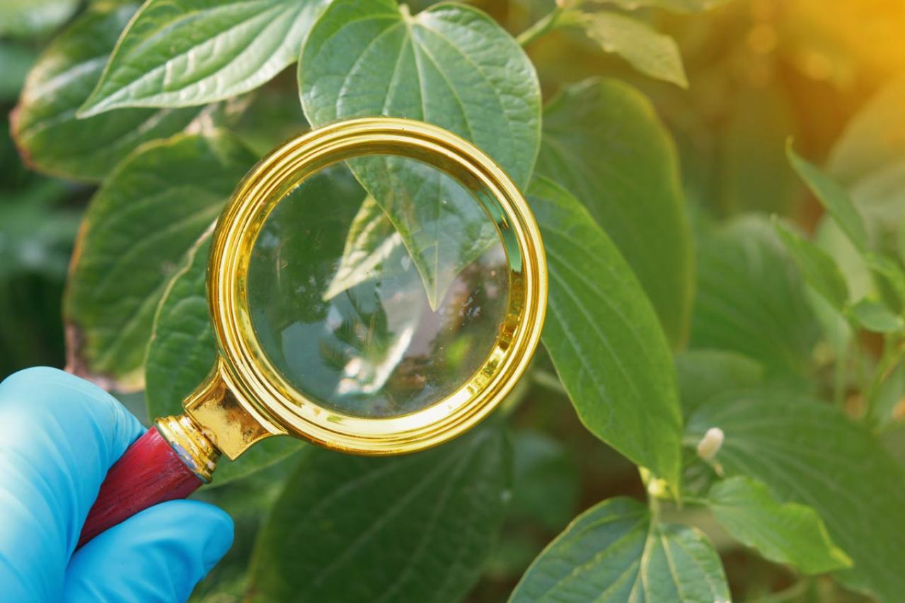 【ガーデニング】気温20℃が注意信号！苦手な病害虫に備えよう