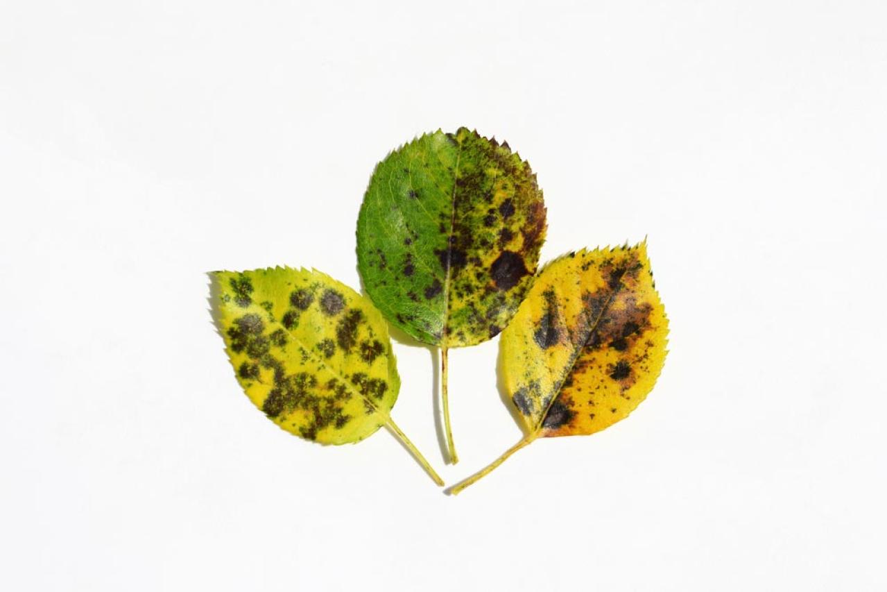 【ガーデニング】気温20℃が注意信号！苦手な病害虫に備えよう（画像5）