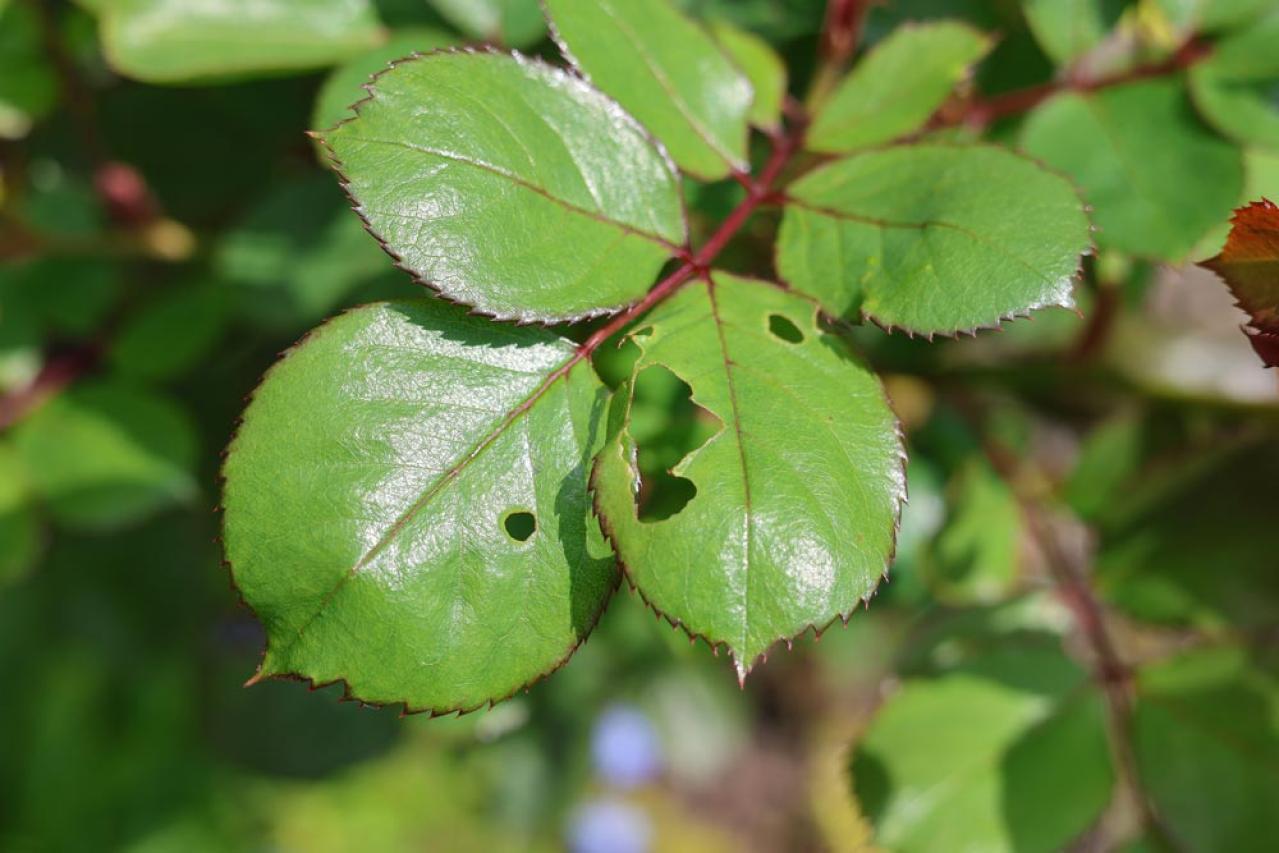 【ガーデニング】気温20℃が注意信号！苦手な病害虫に備えよう（画像2）