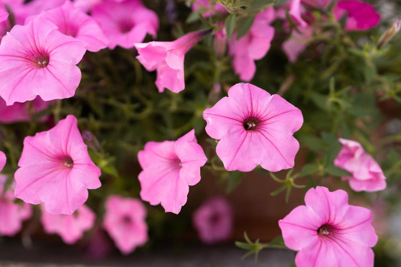 【ガーデニング】気温20℃が注意信号！苦手な病害虫に備えよう（画像12）