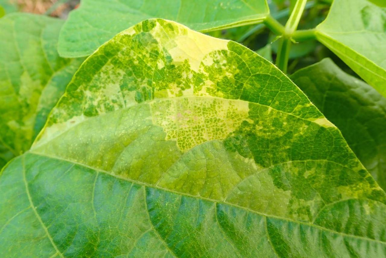 【ガーデニング】気温20℃が注意信号！苦手な病害虫に備えよう（画像6）