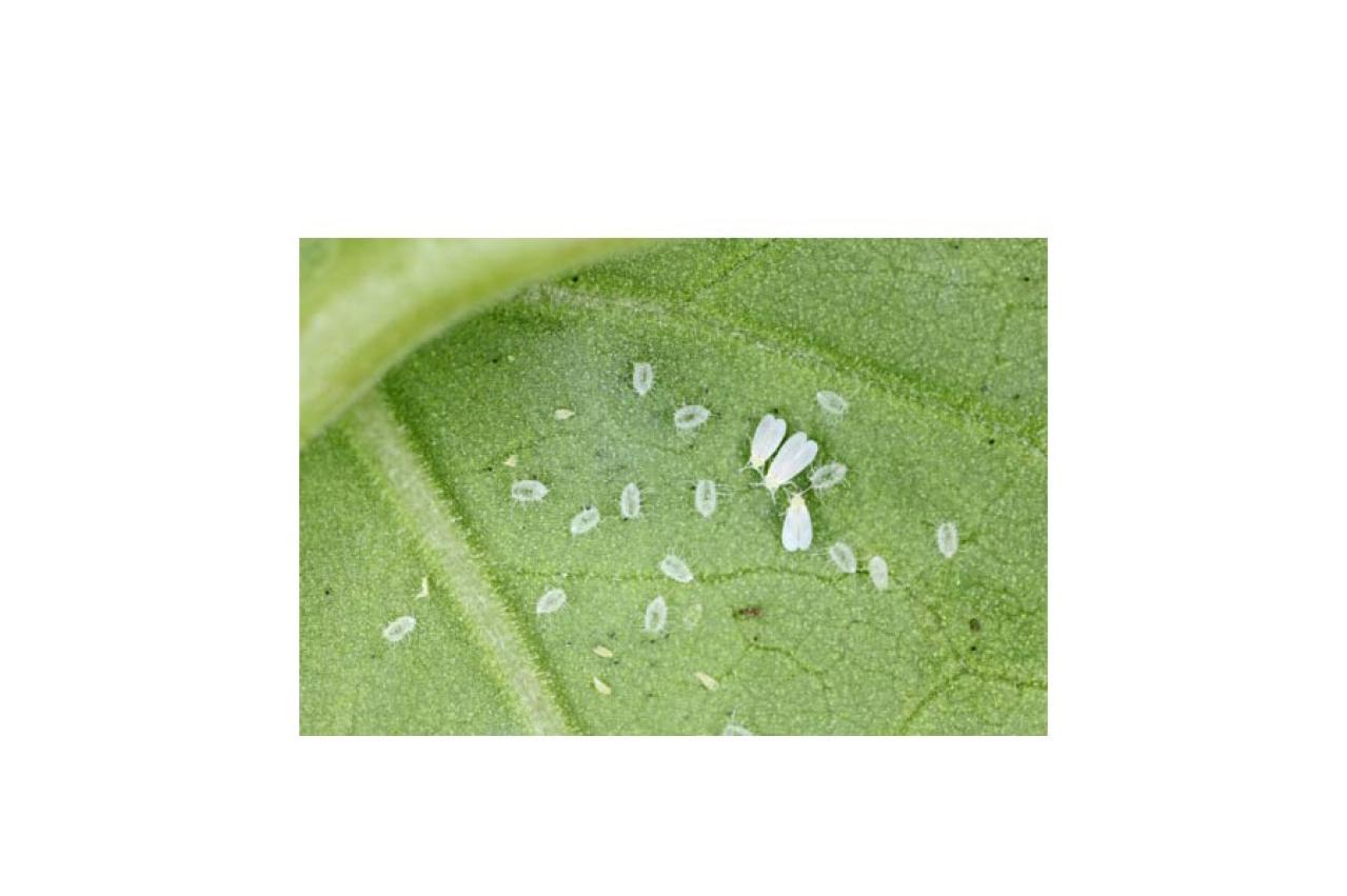 【ガーデニング】気温20℃が注意信号！苦手な病害虫に備えよう（画像11）