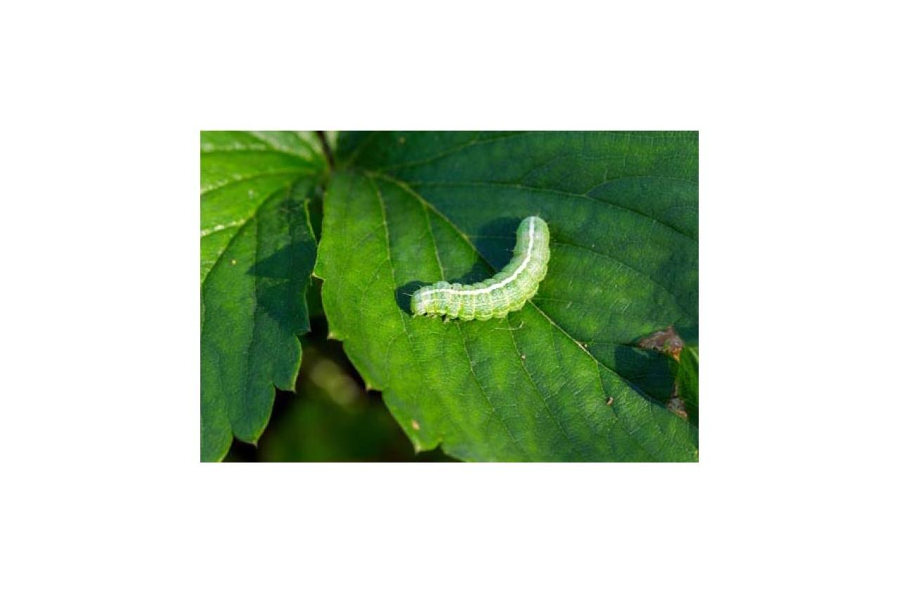 【ガーデニング】気温20℃が注意信号！苦手な病害虫に備えよう（画像8）